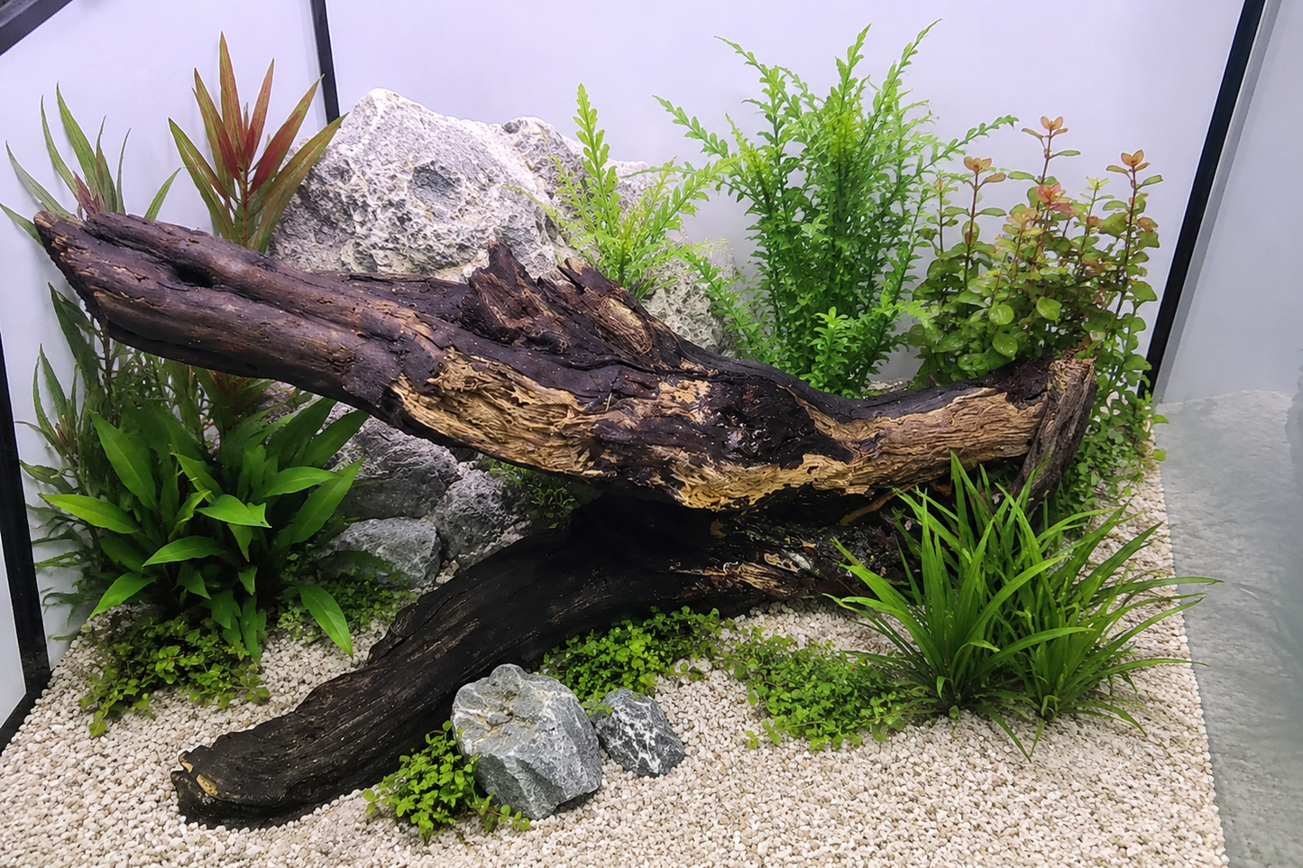 50 Gallon Turnkey Freshwater Aquarium Package - Black Stand